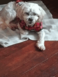 a small white dog wearing a plaid shirt is laying on a towel on the floor