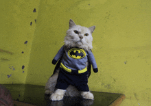 a cat dressed in a batman costume with a cape