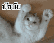 a white cat is laying upside down with its paws in the air .