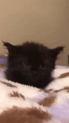 a black cat is laying on a bed with its head on a blanket .