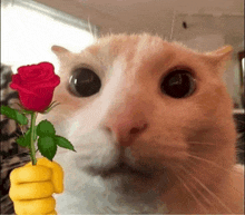 a close up of a cat holding a red rose in its fist .