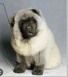 a chow chow puppy sitting on a white surface with a question mark in the corner