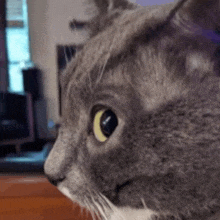 a close up of a gray and white cat 's face with yellow eyes .