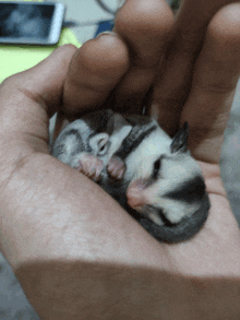 a person is holding a small animal in their palm