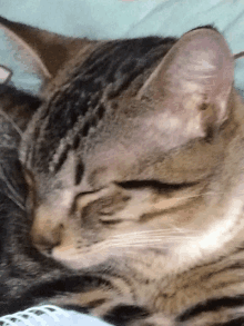 a close up of a cat sleeping on a blanket