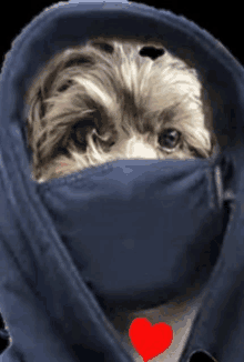 a small dog wearing a blue face mask with a red heart on its chest