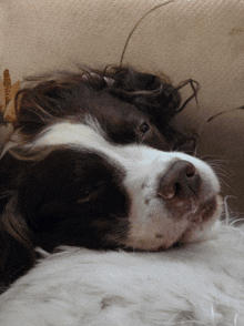 a brown and white dog laying on a couch