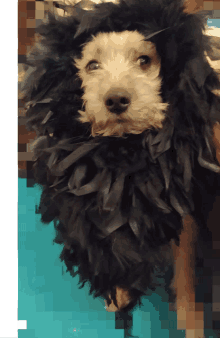 a small white dog is wearing a black feathered coat