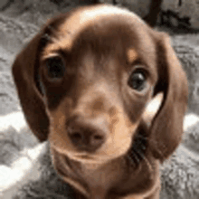 a brown and tan dachshund puppy is looking at the camera while sitting on a blanket .