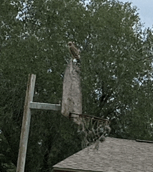 a bird is perched on top of a basketball hoop in front of a house