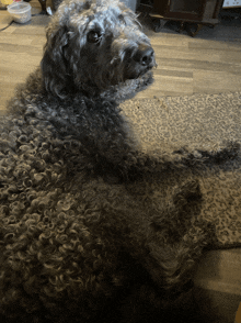 a black dog laying on a leopard print rug looking at the camera