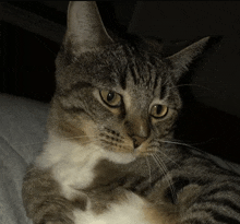 a close up of a cat 's face with a black background