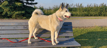 a dog standing on a park bench with a red leash around its neck