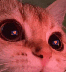 a close up of a cat 's face with a heart in the eyes .