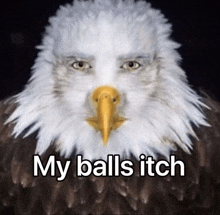 a bald eagle with the words " my balls itch " above it