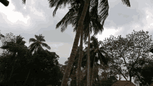 palm trees against a cloudy sky with a few trees in the foreground