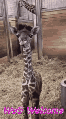 a baby giraffe is standing in a cage and looking at the camera with the words `` wog welcome '' written on it .