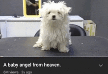 a small white dog is sitting on a table with a caption that says a baby angel from heaven