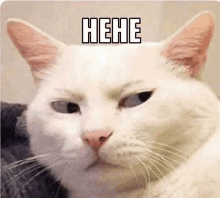 a white cat with an angry look on its face is sitting on a couch and making a face .