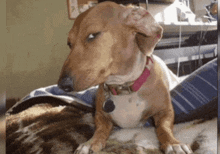 a dog wearing a red collar is laying on a blanket