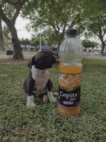 a black and white puppy is drinking from a bottle of cepita juice .