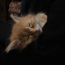 a fluffy orange and white kitten is sleeping on a black sweater