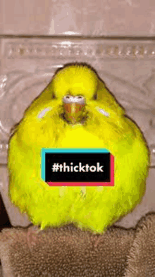 a yellow parakeet is sitting on a towel with a tiktok sticker on it .