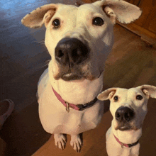 two white dogs with pink collars are looking up