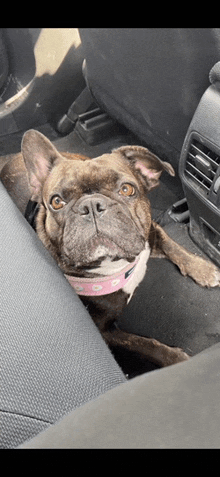 a brown and white dog wearing a pink collar is laying in the back seat of a car