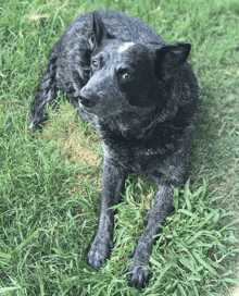 a black dog is laying in the grass and looking up at the camera