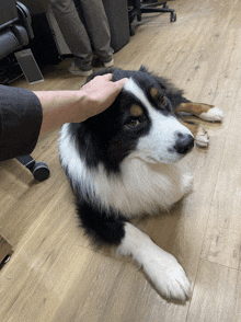 a person petting a black and white dog laying on the floor