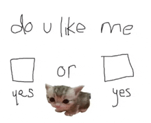 a kitten is sitting next to a checklist that says `` do u like me or or yes yes yes '' .