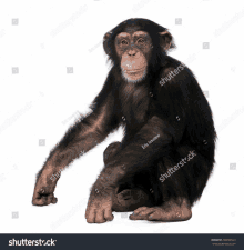 a chimpanzee is sitting in front of a white background and looking at the camera