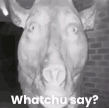 a black and white photo of a pig with the words whatchu say written below it .