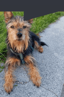 a small brown and black dog wearing a green and white collar is laying down on a sidewalk