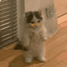 a black and white kitten is standing on its hind legs in front of a window .