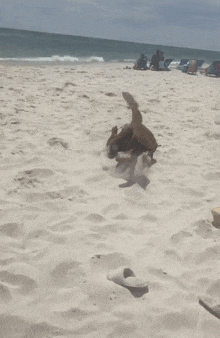 a dog is playing on a sandy beach near the ocean