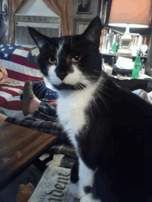 a black and white cat is sitting on a table next to a newspaper that says " independence "