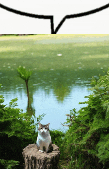 a cat sits on a tree stump near a body of water