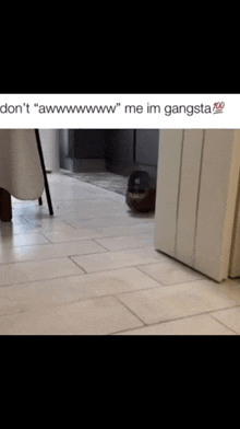 a picture of a dog walking on a tiled floor with the caption " don 't awwwwwww me im gangsta "