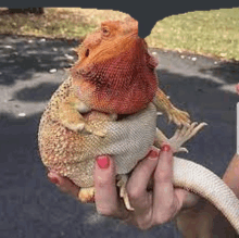 a person holding a lizard in their hands with a snake in the background