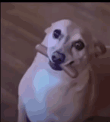 a small white dog with its tongue hanging out is sitting on a couch .