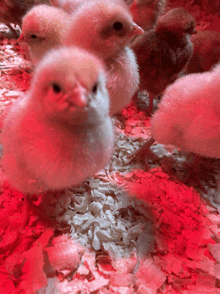 a group of baby chickens are standing on a pile of chicken litter