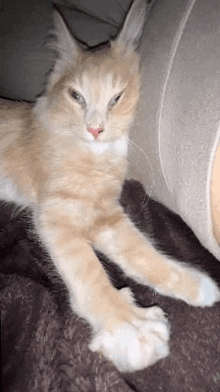 a cat is laying on a blanket on a couch .