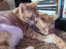 two cats are laying on a carpet in front of a stack of books one of which is called walking dead