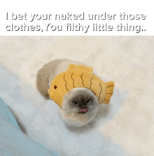 a cat wearing a fish hat with the words " i bet your naked under those clothes you filthy little thing " below it