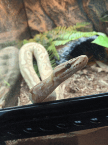 a close up of a snake looking out of a glass cage