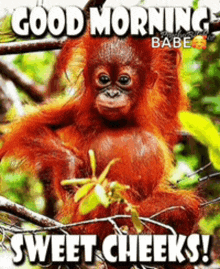 a baby orangutan is hanging from a tree branch with the words good morning sweet cheeks