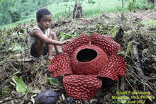 a young boy is sitting next to a large red flower in the woods .