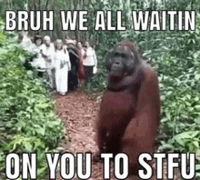 an orangutan is standing in the middle of a forest with a group of people standing behind it .